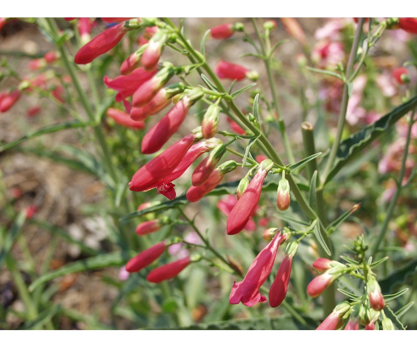 Bridge's Penstemon